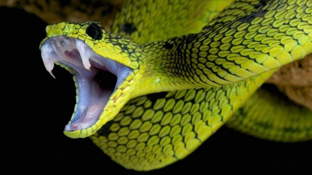 Chữa rắn độc cắn – BS Nguyễn Đức Kiệt