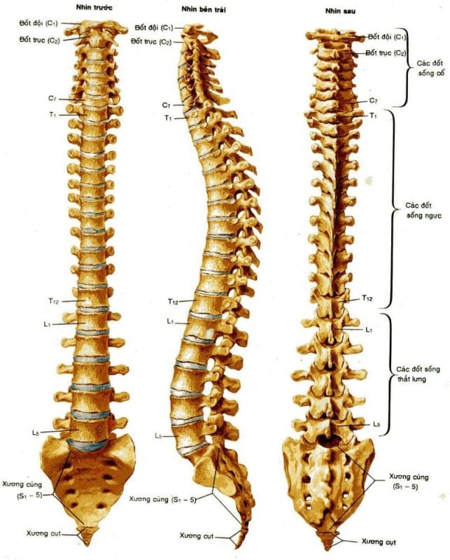 Đau lưng – đau cột sống: Nguyên nhân, triệu chứng và hướng điều trị theo Đông y kết hợp Y học hiện đại
