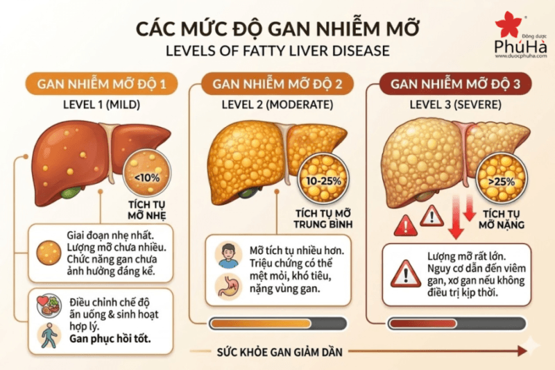 Các vấn đề về gan thường gặp và cách hỗ trợ thải độc gan hiệu quả Các vấn đề về gan thường gặp và cách hỗ trợ thải độc gan hiệu quả
